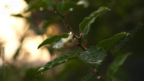 Macro close-up 4K Green Plant Leaves with Glistening Water Droplets Soft Diffused Light Blurred Nature Bokeh Background Refreshing Hydration Concept