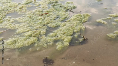 Green Algae Bloom in Murky Shallow Water Close-up 4K Floating Foamy Algal Growth