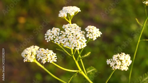 4K White Yarrow Flowers Swaying in Meadow Gentle Breeze Soft Sunlight Nature Motion Background B-Roll