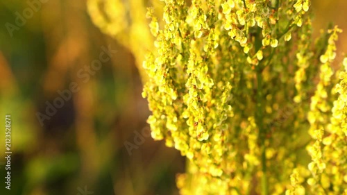 Yellow Blossoms on Plant Outdoor Sunlight Golden Hour Bokeh Slow Zoom Out 4K Footage