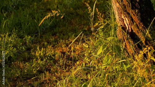 Close-up Swaying Lush Green Grass and Wildflowers Sunlit Park Nature Background with Tree Bark Gentle Breeze 4K Footage Video