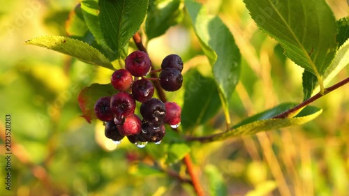 4K Aronia Berries Cluster Slow Motion Dewdrops Glisten on Ripe Purple Fruit Golden Hour Sunlight Natural Garden Bokeh Background Organic Harvest