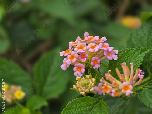 orange flower in the garden