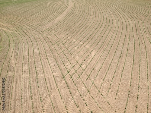 Agricultural field with young crops in curved rows