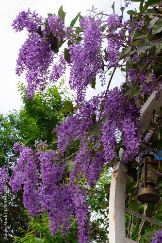 Beautiful shot showing a lush blooming purple wreath Petrea volubilis climbing vine hanging over a white garden arch with a rustic vintage lantern in a home garden in Da Lat, Vietnam.