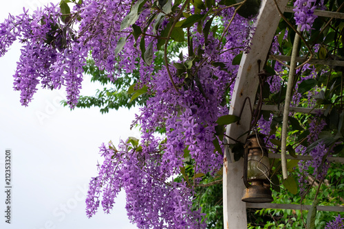 Beautiful shot showing a lush blooming purple wreath Petrea volubilis climbing vine hanging over a white garden arch with a rustic vintage lantern in a home garden in Da Lat, Vietnam.