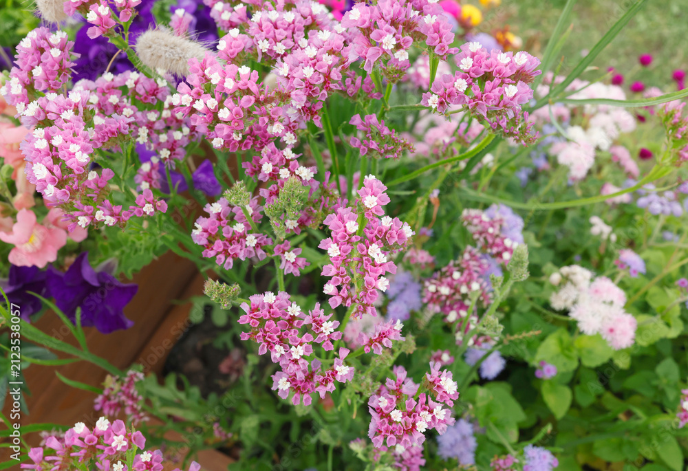 Obraz premium Pink limonium sinuatum flowers blooming in summer garden. Fresh statice blossom plant close up view. Decorative backyard floral background.