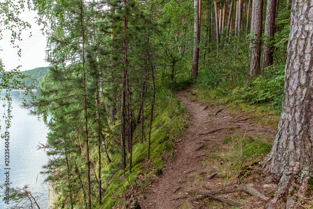 Fototapeta premium Dirt hiking trail winding through a dense pine forest beside a calm lake, tall trees with rough bark and green foliage, mossy ground cover and scattered fallen branches, natural wilderness scene.