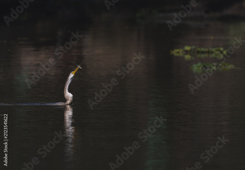 Fotografía Oriental Darter with Fish with negative space