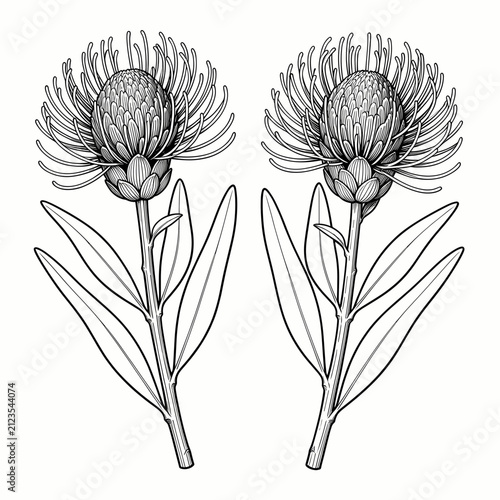 Two Protea Flowers Illustrated in Detailed Black and White Line Art