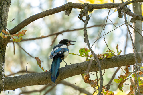 Принти на полотні A young fledgling Eurasian magpie (Pica pica) perched on a tree branch in the forest, opening its beak wide to cool down and breathe during a hot summer day