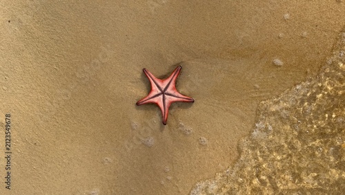 Photography Red starfish on wet sand with ocean wave, Phu Quoc, Vietnam