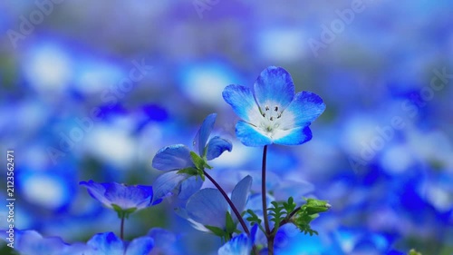ネモフィラの花畑　春イメージ
