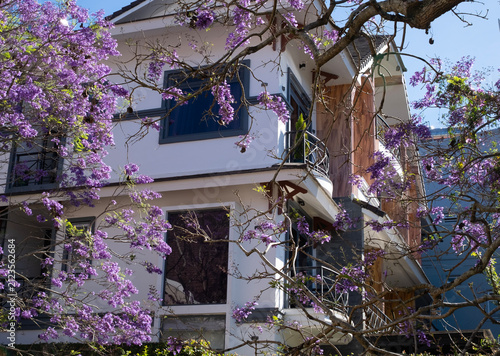 magnificent blooming purple Jacaranda tree (Jacaranda mimosifolia) with vibrant blossoms and rustic branches framing a modern white villa house under a clear blue sky in Da Lat, Vietnam.