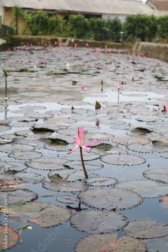 Fotografía A delicate pink water lily blooms above a pond covered with round lily pads, with a rustic house and lush greenery in the background, creating a peaceful tropical scene in Indonesia
