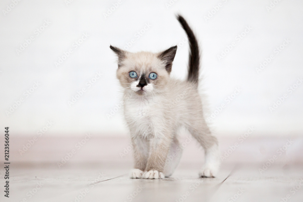 Naklejka premium Small fluffy siamese kitten standing on wooden floor. Adorable young cat with blue eye looking at camera. Cute domestic animal pet for greeting card or home lifestyle concept.