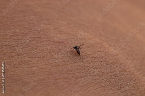 Photography Extreme macro shot of a mosquito biting human skin and feeding on blood