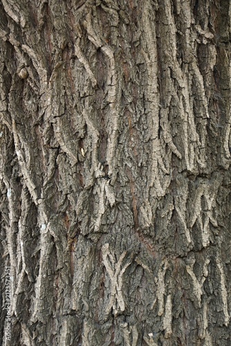 Rough tree bark texture forming natural pattern