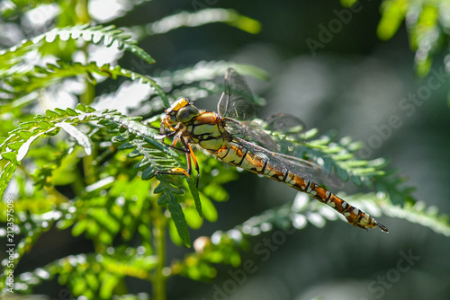 Obraz na płótnie Close up of common darter dragonfly on fern leaf