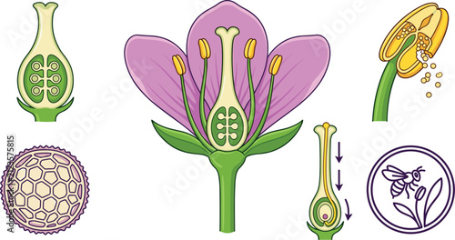 Canvastavla Flower Anatomy Cross Section Diagram Set Showing Pollination, Stamen Anther, Pis