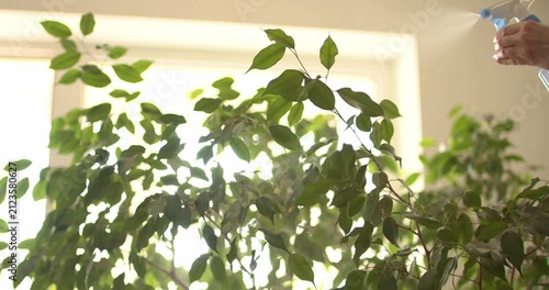 Water is sprayed from a spray bottle onto a ficus in backlight, as part of the process of caring for houseplants.
