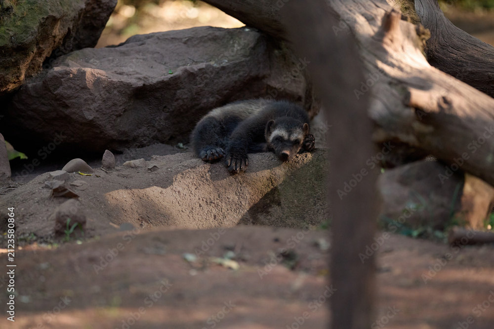 Obraz premium Wolverine Gulo Gulo Rests On a Wooden Log In Zoopark Enclosure