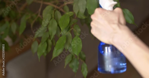 Water is sprayed from a spray bottle onto the leaves of a ficus and wiped from dust, caring for houseplants.