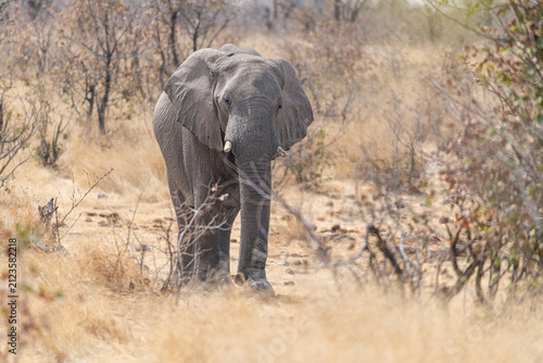 Photography African Elephant Etosha National Park, Namibia, Africa