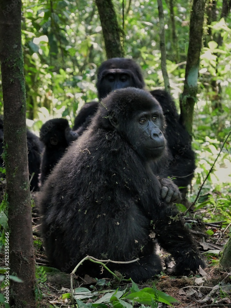 Fototapeta premium Gorilla sitting with family staring