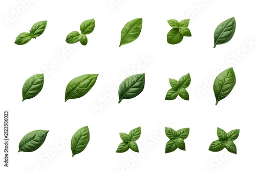 Assorted green mint leaves organized in rows