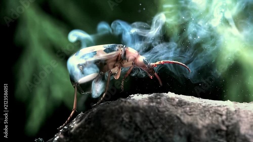 Close-up of a bombardier beetle spraying a defensive chemical