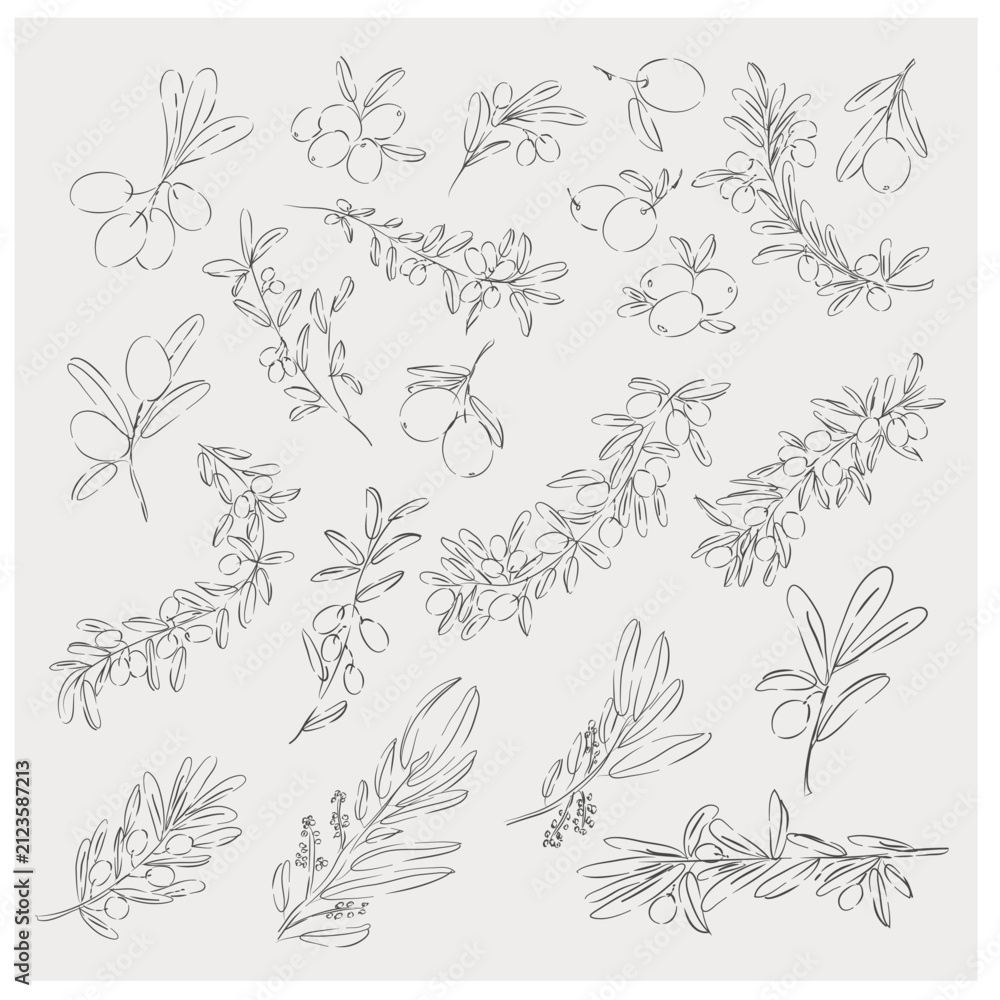 Fototapeta premium Olive Branch Botanical Line Art Clipart Collection