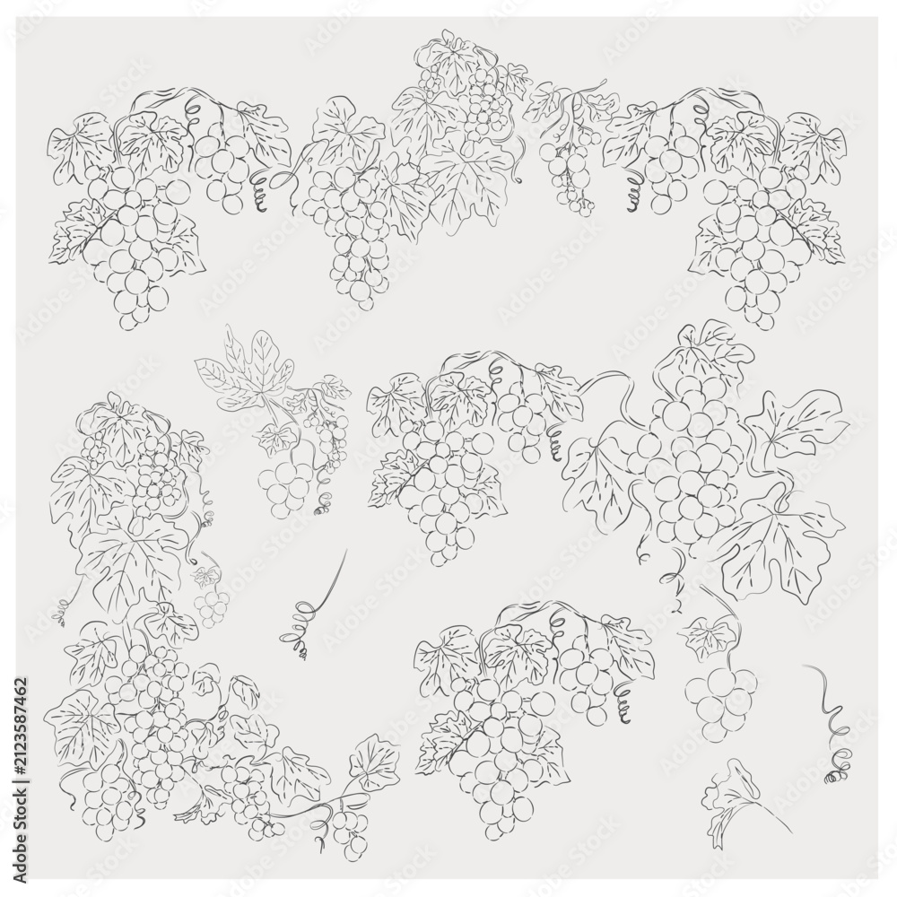 Obraz premium Grapevine Botanical Borders Collection