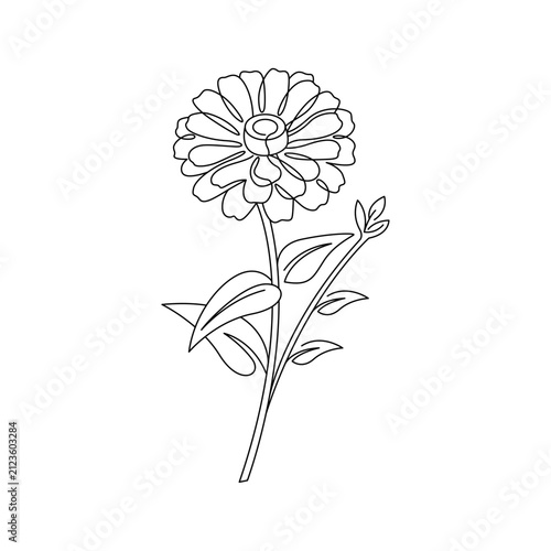 Single black line drawing zinnia flower botanical illustration garden plant petals leaves.