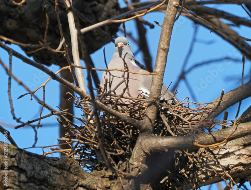 Wood Pigeon (Columba palumbus) on the nest in early spring