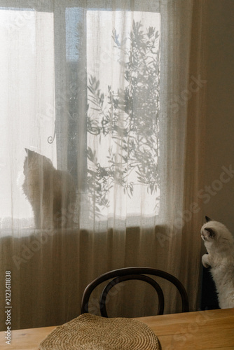 Minimalist dining room with a fluffy cat behind linen curtains and another cat watching from the table in soft natural light.