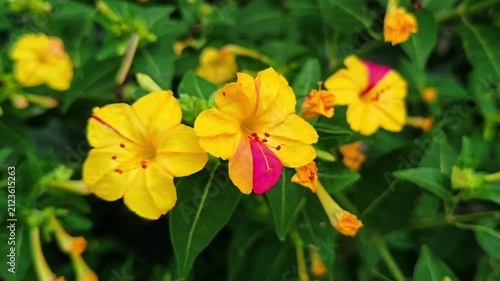 ​4K Close Up Bicolor Yellow and Magenta Marvel of Peru Flowers Blooming in Wind Video Footage