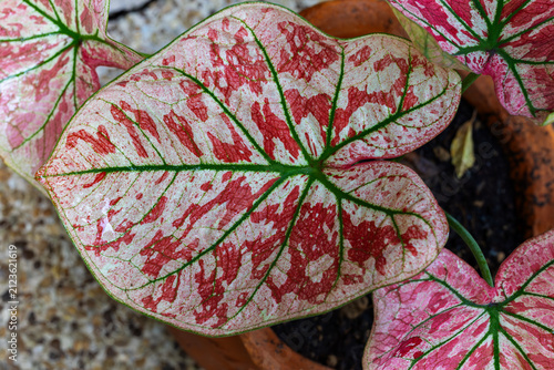 Close up of vibrant Caladium bicolor leaf with red speckles and green veins. Beautiful foliage of a spotted caladium houseplant in close-up. Exotic pink and white elephant ear plant leaf texture.