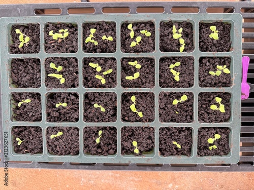 vegetables seedlings, Planting young seedlings on spring day, Growing own fruits and vegetables in a homestead, plastic pot, garden tools