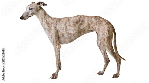 Obraz na płótnie Brindle greyhound dog standing, isolated on transparent background