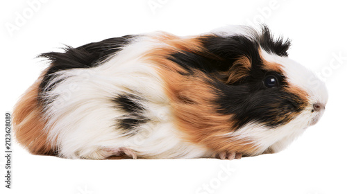 Fotografía Tricolor guinea pig with fluffy fur, isolated on transparent background