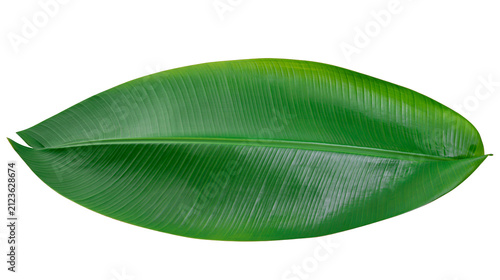 Photography Vibrant green banana leaf with prominent veins, isolated on transparent backgrou