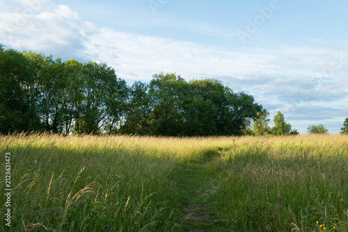 Sommerwiese mit Bäumen