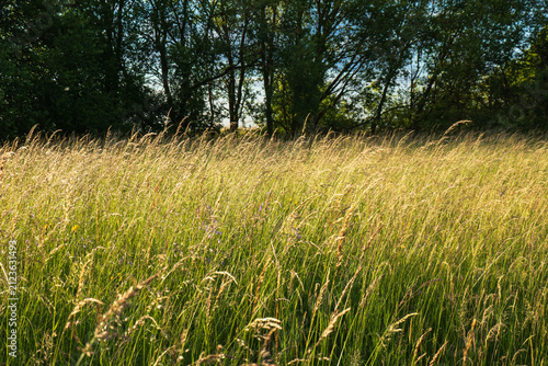 Sommerwiese mit Bäumen