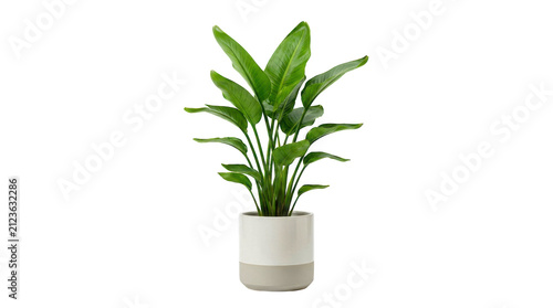 Green houseplant with long leaves in a modern ceramic flower pot isolated on transparent background