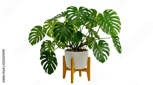 Large green monstera plant in a white pot on a wooden stand isolated on transparent background
