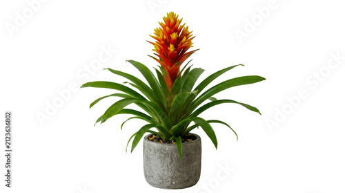 Obraz na płótnie Beautiful bromeliad plant with orange flower in a gray stone pot isolated on tra