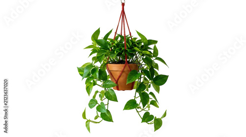 Green pothos plant in a hanging terracotta pot with red macrame rope isolated on transparent background
