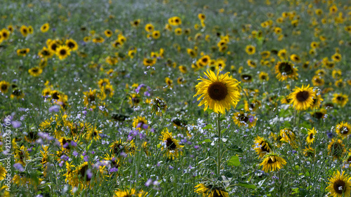 Banner with many wild flowers and sunflowers, background for gardening, florists, nature lovers and agriculture