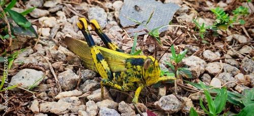 Foto Yellow and black grasshopper resting on rocky ground among small green plants